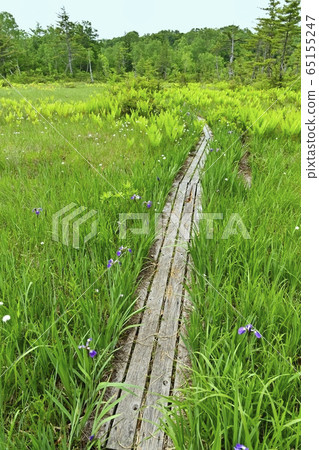 初夏到駒野的木棧道 65155247