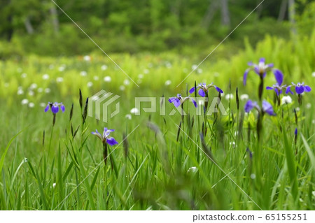 初夏花盛開片繫泊 初夏花盛開片繫泊 65155251
