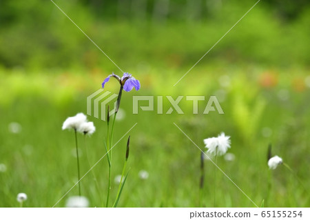 初夏花盛開片繫泊 初夏花盛開片繫泊 65155254