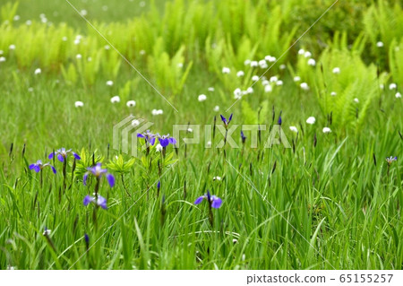 初夏花盛開片繫泊 65155257