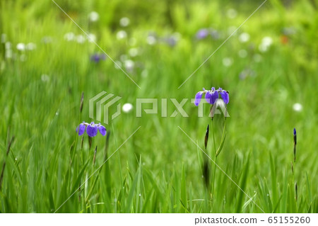 初夏花盛開片繫泊 65155260