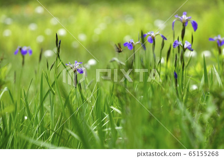 Early summer flower blooming piece moor Early summer flower blooming piece moor 65155268