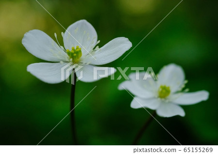 忍者花 忍者花 65155269