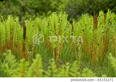 初夏的一塊沼澤 65155271