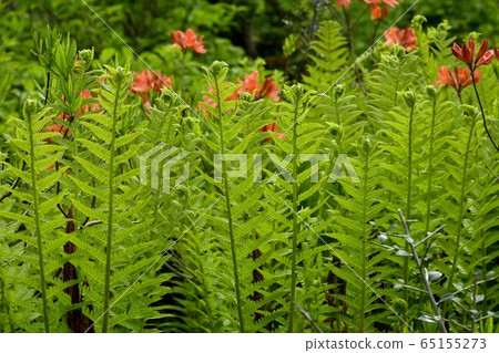 初夏花盛開片繫泊 65155273