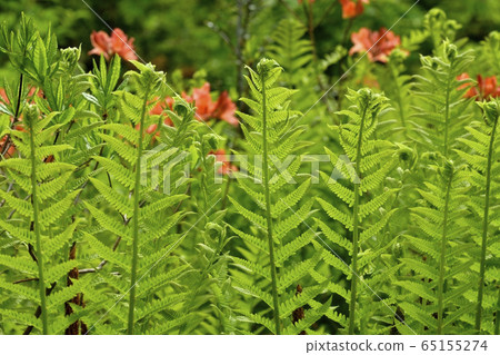 Early summer flower blooming piece moor Early summer flower blooming piece moor 65155274