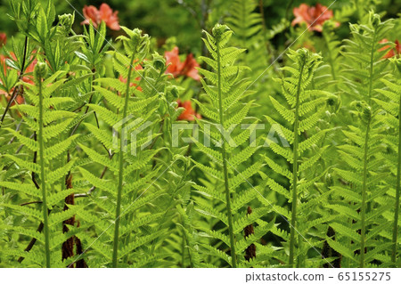 初夏花盛開片繫泊 初夏花盛開片繫泊 65155275