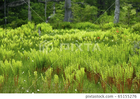 初夏花盛開片繫泊 65155276