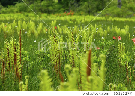 初夏花盛開片繫泊 65155277