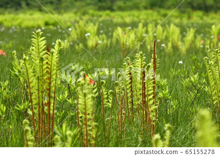 初夏花盛開片繫泊 初夏花盛開片繫泊 65155278