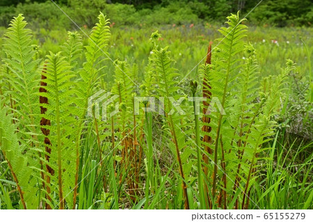 初夏的一塊沼澤 初夏的一塊沼澤 65155279