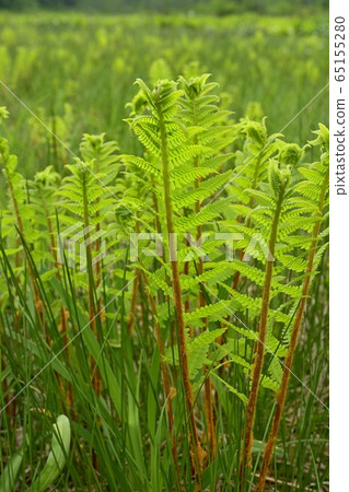 初夏的一塊沼澤 初夏的一塊沼澤 65155280