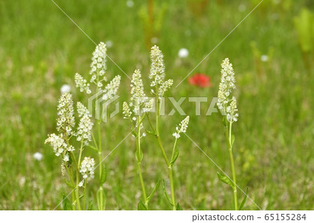 初夏花盛開片繫泊 65155284