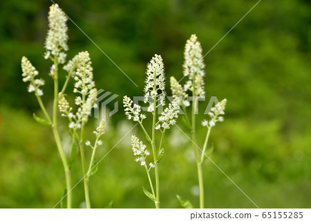 Early summer flower blooming piece moor Early summer flower blooming piece moor 65155285