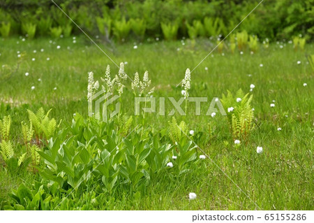 初夏花盛開片繫泊 初夏花盛開片繫泊 65155286