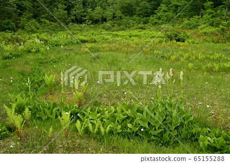 初夏花盛開片繫泊 初夏花盛開片繫泊 65155288