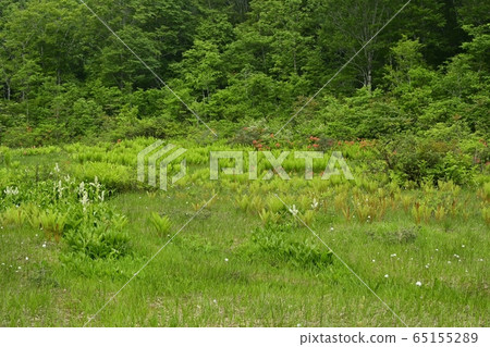 初夏花盛開片繫泊 65155289