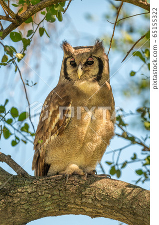 Verreaux eagle-owl in dappled sunlight on branch 65155322