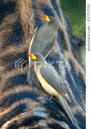 Two yellow-billed oxpecker standing on Masai 65155333