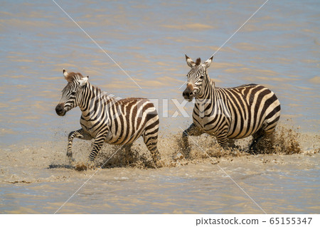 Two plains zebra splash through muddy lake 65155347
