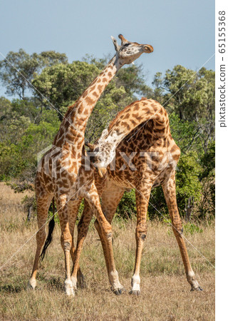 Two Masai giraffe stand necking near trees 65155368