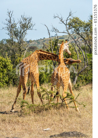 Two Masai giraffe stand fighting in savannah 65155376