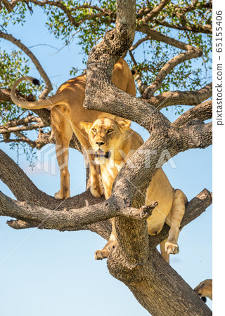 Two lionesses sit looking out from tree Two lionesses sit looking out from tree 65155406
