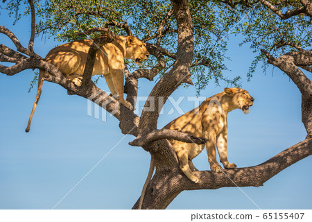 Two lionesses sit in tree looking out Two lionesses sit in tree looking out 65155407