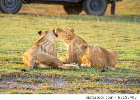 Two lionesses nuzzle each other by vehicle Two lionesses nuzzle each other by vehicle 65155408