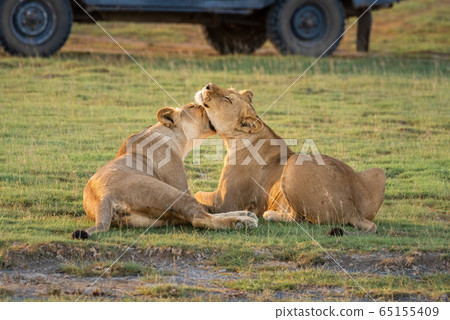 Two lionesses nuzzle each other by truck Two lionesses nuzzle each other by truck 65155409