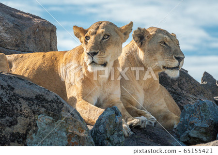 Two lionesses lie side-by-side on rocky outcrop 65155421