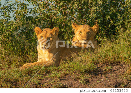 Two lionesses lie by bushes watching camera Two lionesses lie by bushes watching camera 65155433