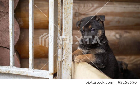 A cheerful dog of a German dog is waiting.. German shepherd dog looks ahead and waits commands.Sunlight, bright blue sky and lighthouse on background. A cheerful dog of a German dog is waiting.. German shepherd dog looks ahead and waits commands.Sunlight, bright blue sky and lighthouse on background. 65156550