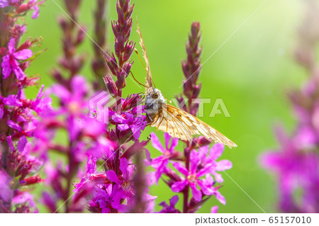 Butterfly Vanessa cardui with shabby wings sits on bright purple flower Butterfly Vanessa cardui with shabby wings sits on bright purple flower 65157010