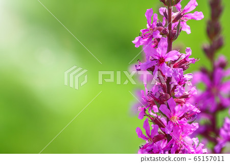 Summer Flowering Purple Loosestrife, Summer Flowering Purple Loosestrife, 65157011
