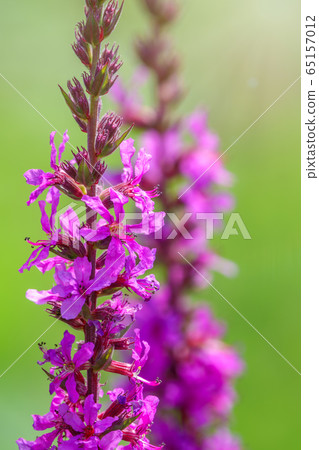 Summer Flowering Purple Loosestrife Summer Flowering Purple Loosestrife 65157012