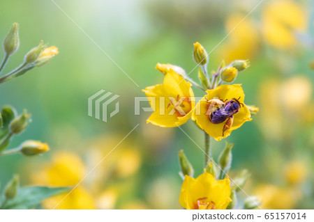 A bee collects nectar from yellow flowers of dotted loosestrife, 65157014