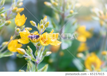 A bee collects nectar from yellow flowers of dotted loosestrife, 65157015