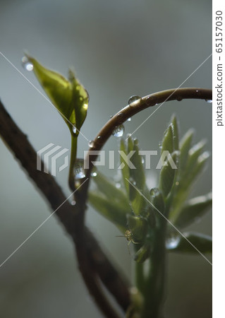 After the rain 65157030