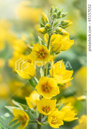 Yellow bells flowers of Lysimachia punctata, dotted loosestrife, 65157032