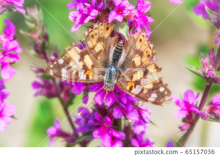 Butterfly Vanessa cardui with shabby wings sits on bright purple flower. Butterfly Vanessa cardui with shabby wings sits on bright purple flower. 65157036
