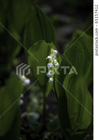 Plant Plant 65157412