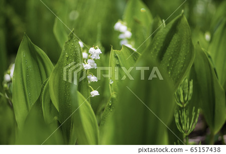 Plant Plant 65157438