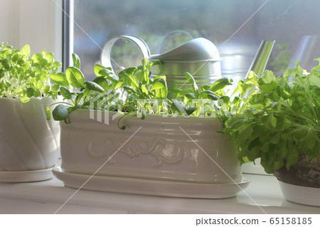 Young seedling of spinach and basil growing in pot on windowsill . Gardening concept. 65158185