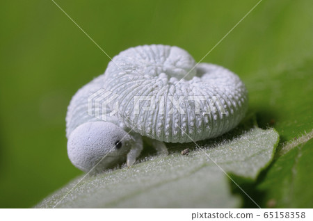 A white larva curling up on a leaf A white larva curling up on a leaf 65158358