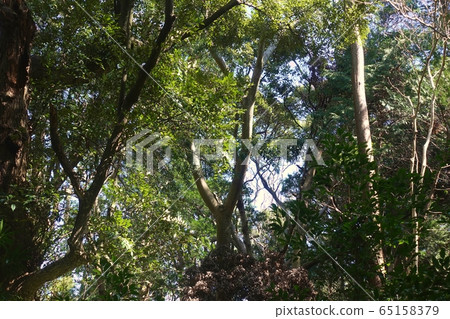 Shimori Forest Shirahama Shrine 65158379