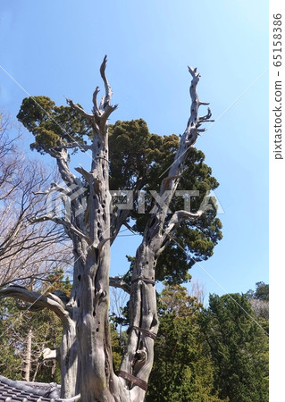 白森森林白濱神社 白森森林白濱神社 65158386