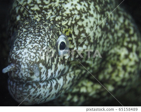 Cutlet Cutlet 65158489