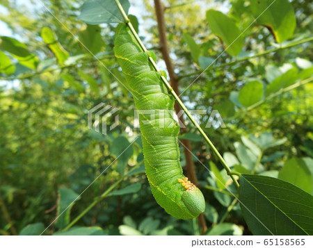 Black-tailed sparrow larva Black-tailed sparrow larva 65158565