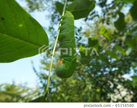 Black-tailed sparrow larva 65158580